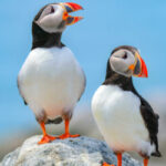 Profile picture of testuser